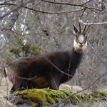 Oda ve Kahvaltı Tre Alberi Liberi Alagna Valsesia