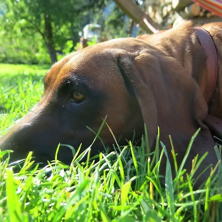 Bed & Breakfast Tre Alberi Liberi Alagna