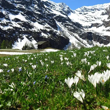 Bed & Breakfast Tre Alberi Liberi