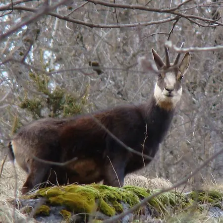 فندق مبيت وإفطار Tre Alberi Liberi ألانيا فالسيزيا